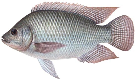 صورة سمك بلطي