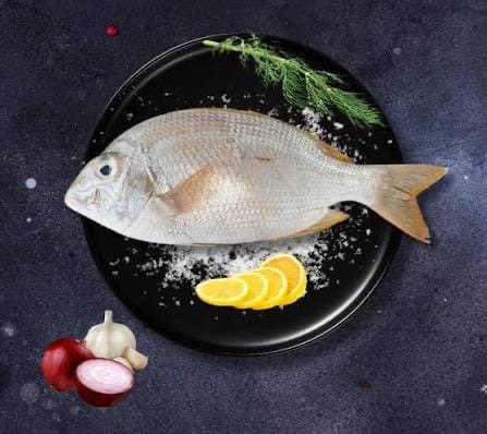 صورة سمك قمر